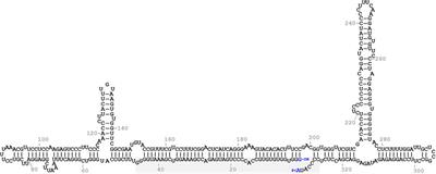 Mutational Analysis of Eggplant Latent Viroid RNA Circularization by the Eggplant tRNA Ligase in Escherichia coli